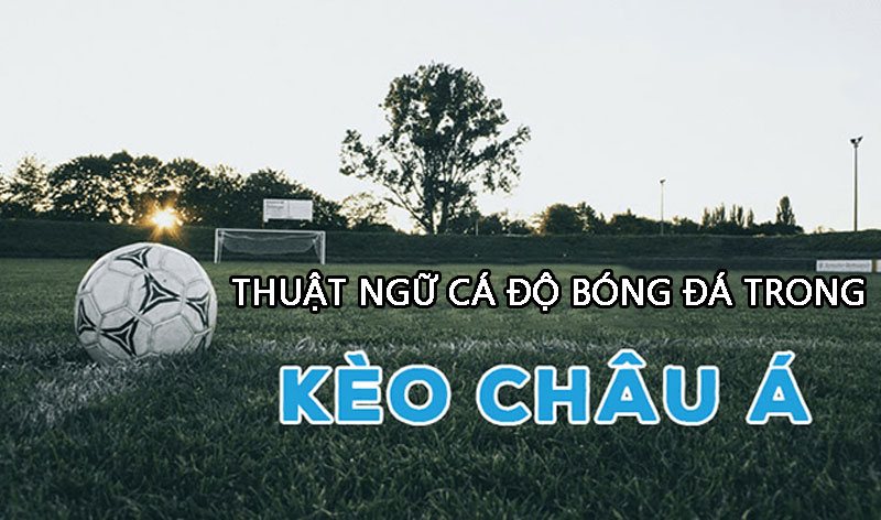 99+ Các Thuật Ngữ Cá Độ Bóng Đá Đầy Đủ Và Mới Nhất 2024